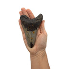 Fossil Shark Tooth (Megalodon Tooth, 4.75")