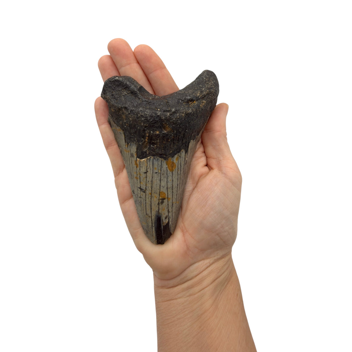 Fossil Shark Tooth (Megalodon Tooth, 4.75")