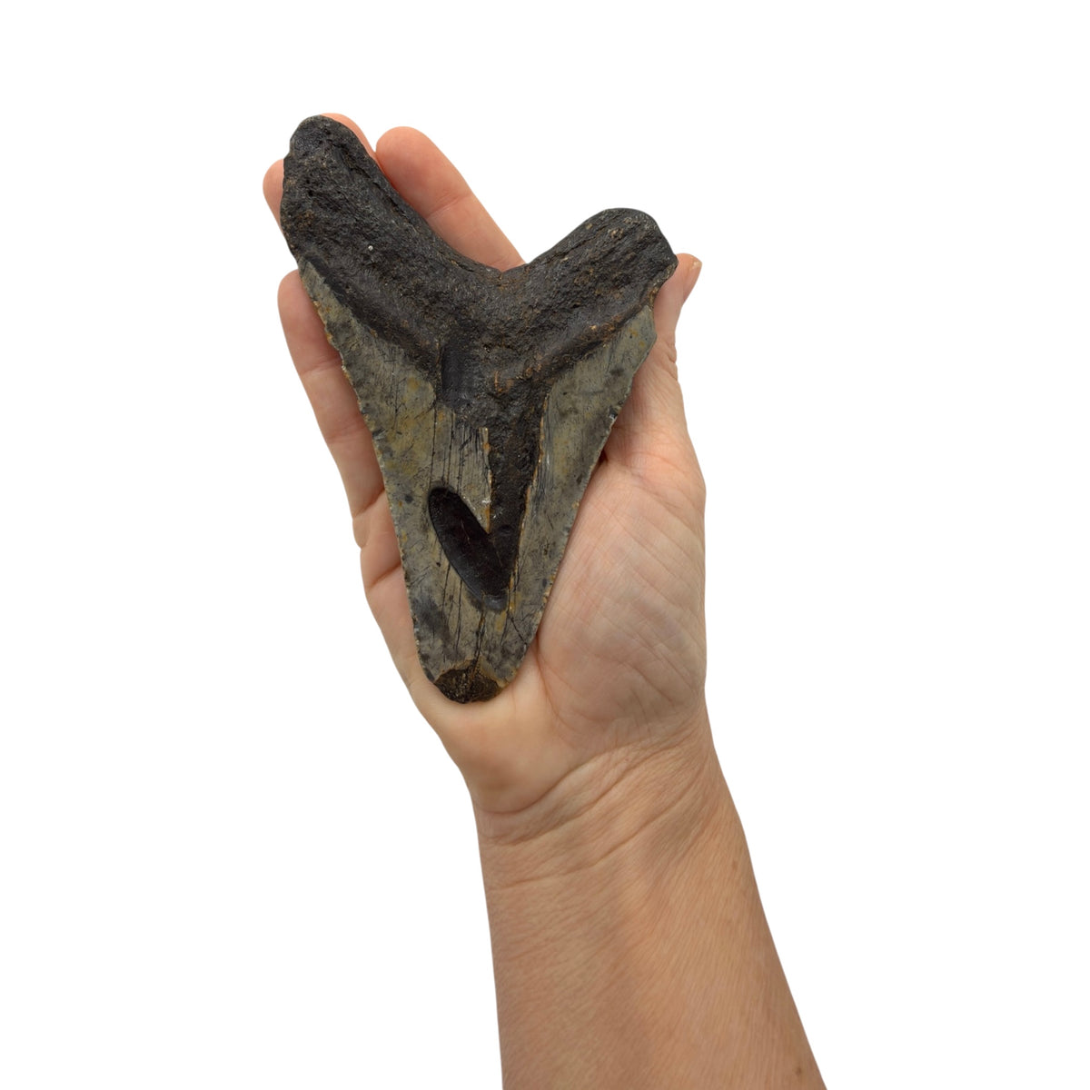 Fossil Shark Tooth (Megalodon Tooth, 4.75")