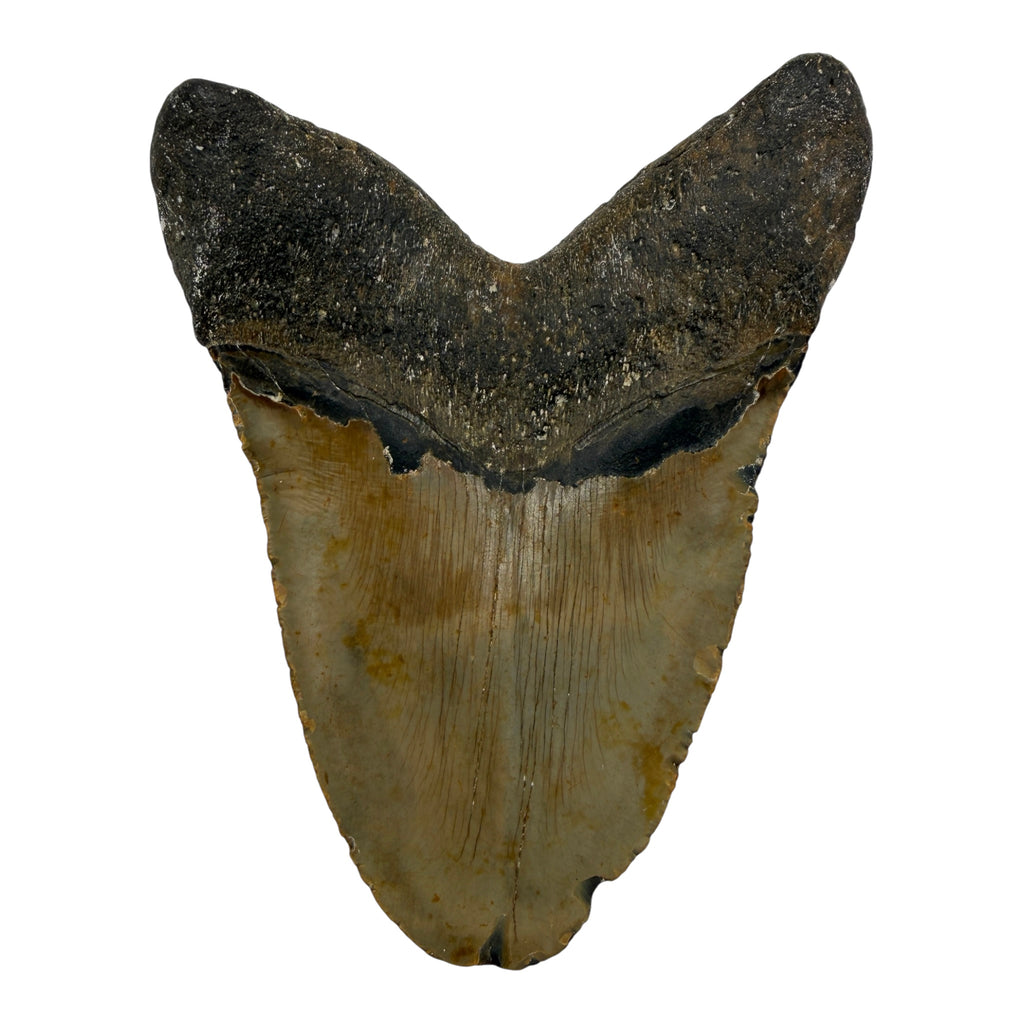5.75" Megalodon Tooth Fossil with Stand