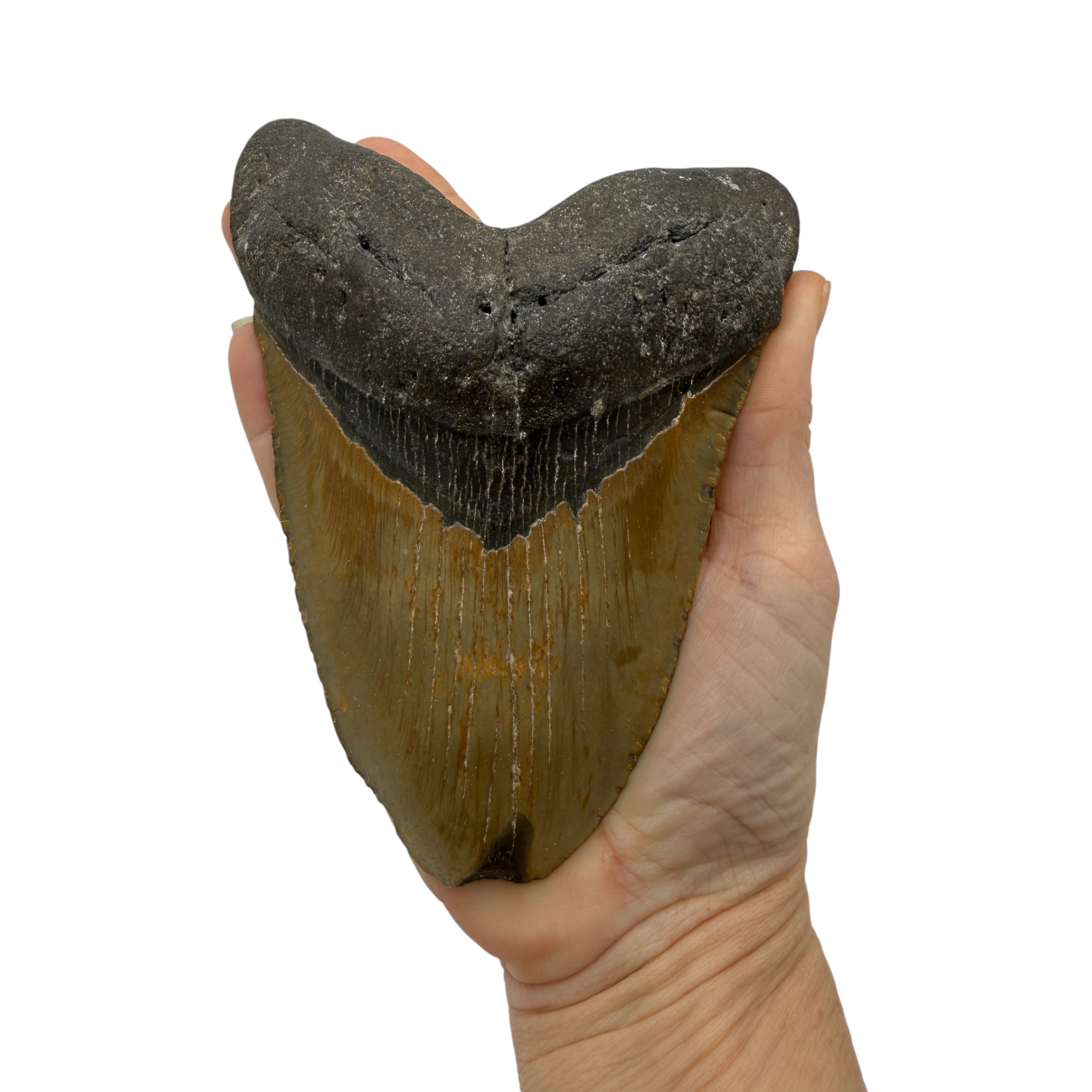 5.75" Megalodon Tooth Fossil with Stand