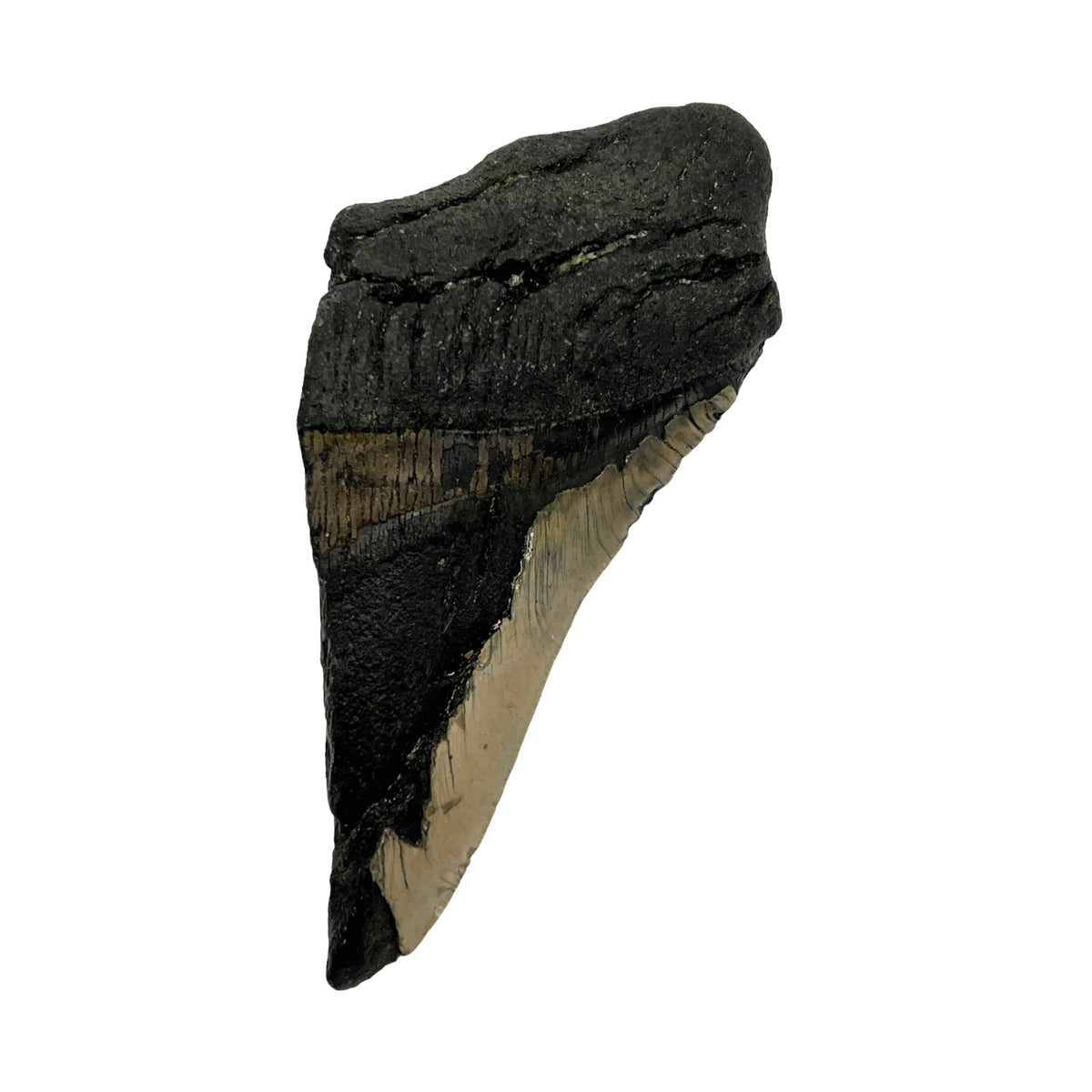Fossil Shark Tooth (Megalodon Fragment)