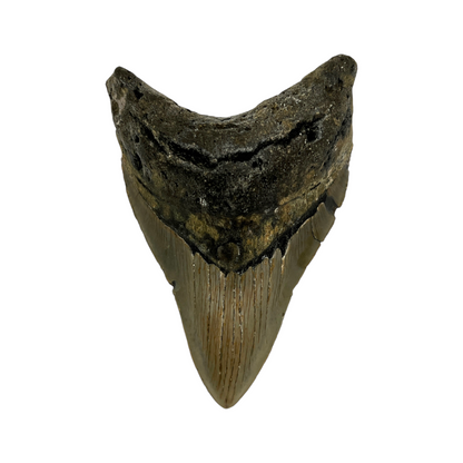 Fossil Shark Tooth (Megalodon Tooth, 4.5")