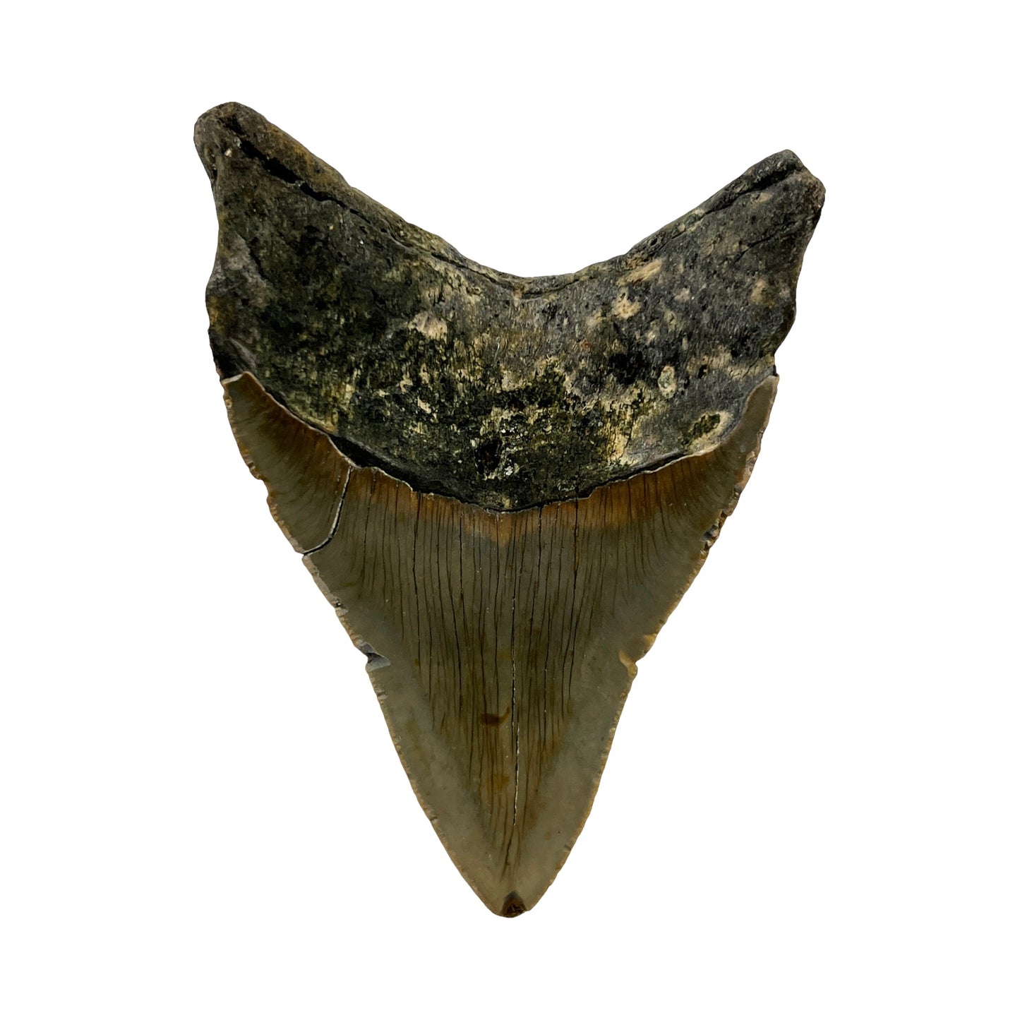 Fossil Shark Tooth (Megalodon Tooth, 4.5")