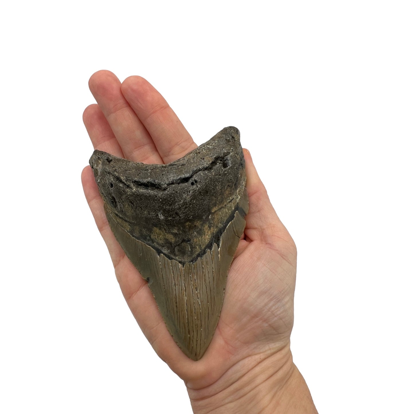 Fossil Shark Tooth (Megalodon Tooth, 4.5")