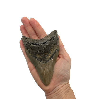 Fossil Shark Tooth (Megalodon Tooth, 4.5")