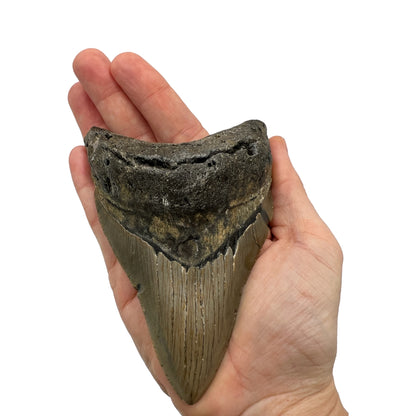 Fossil Shark Tooth (Megalodon Tooth, 4.5")