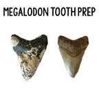 Megalodon Tooth Prep