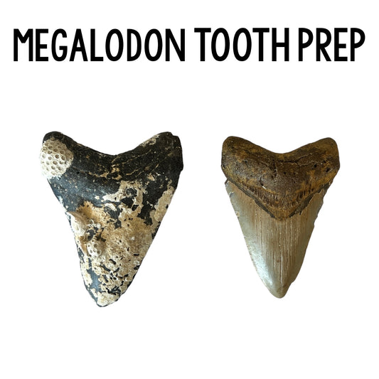 Megalodon Tooth Prep