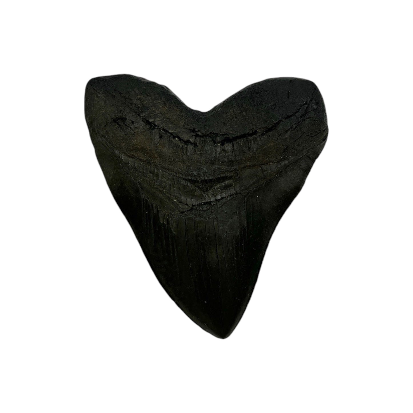 Tooth Replica (Megalodon)