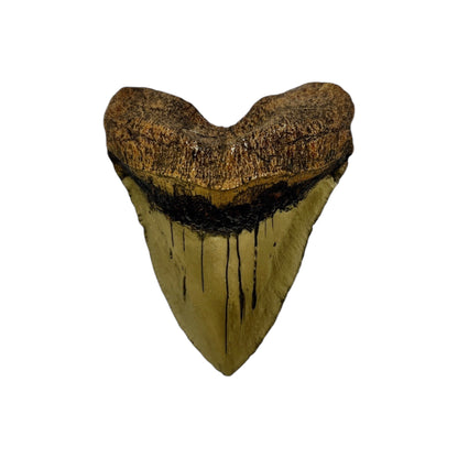 Tooth Replica (Megalodon)