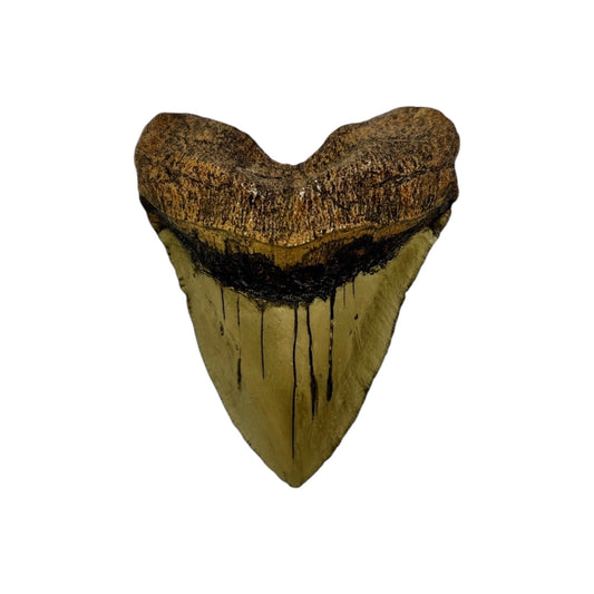 Tooth Replica (Megalodon)