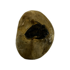 Metacanthina issoumourensis Trilobite