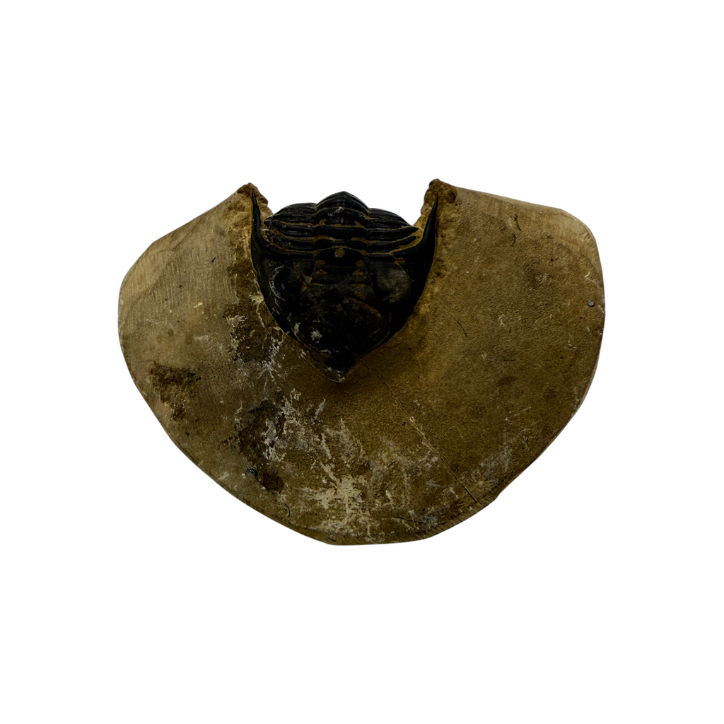 Metacanthina issoumourensis Trilobite