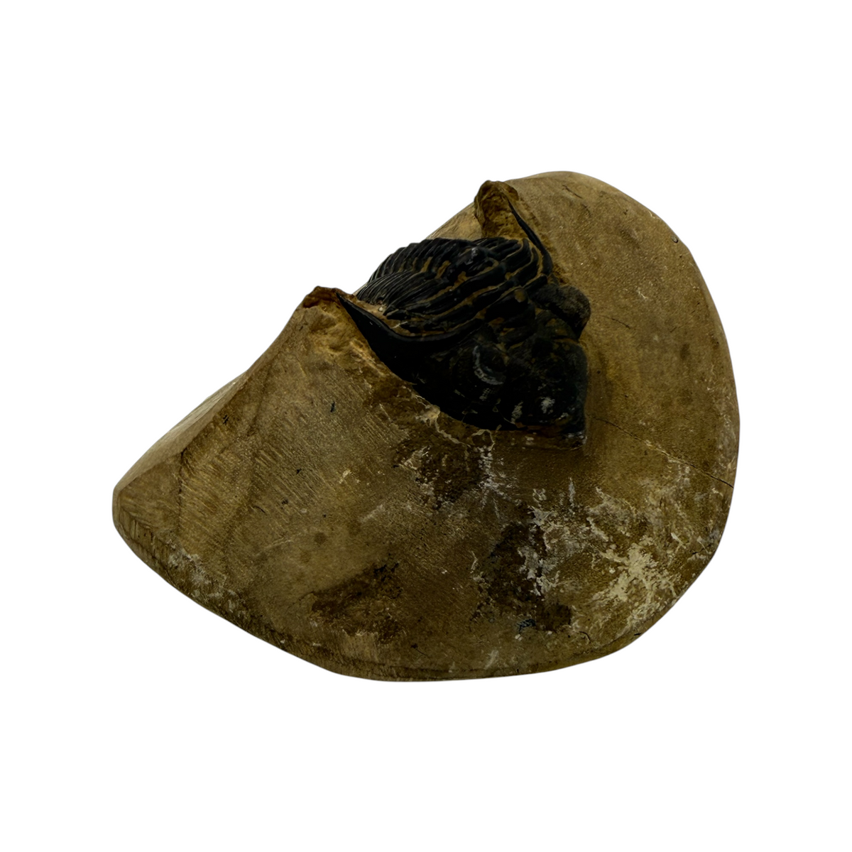Metacanthina issoumourensis Trilobite