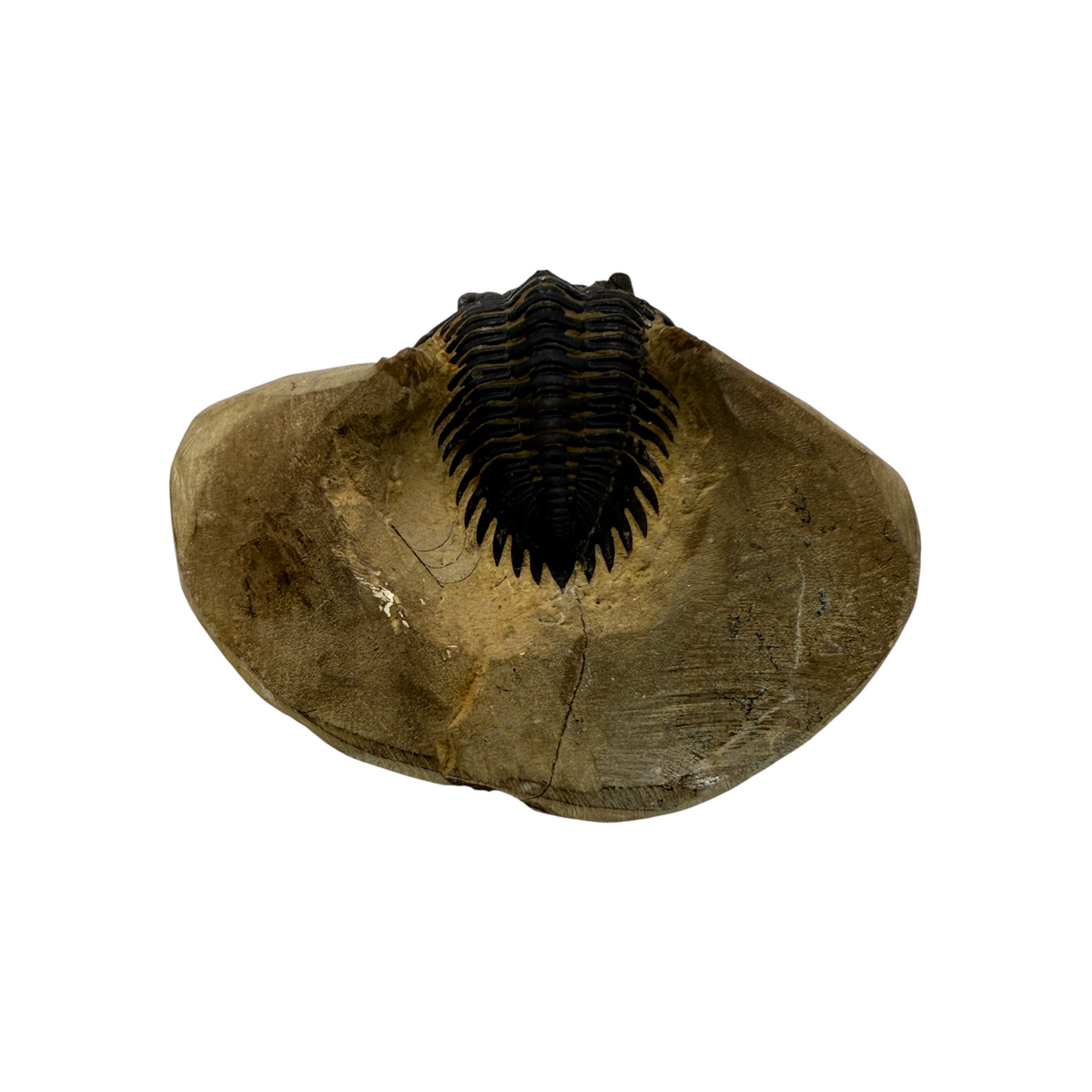 Metacanthina issoumourensis Trilobite