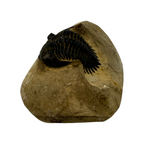 Metacanthina issoumourensis Trilobite