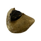 Metacanthina issoumourensis Trilobite