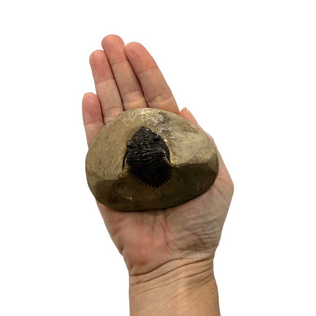 Metacanthina issoumourensis Trilobite