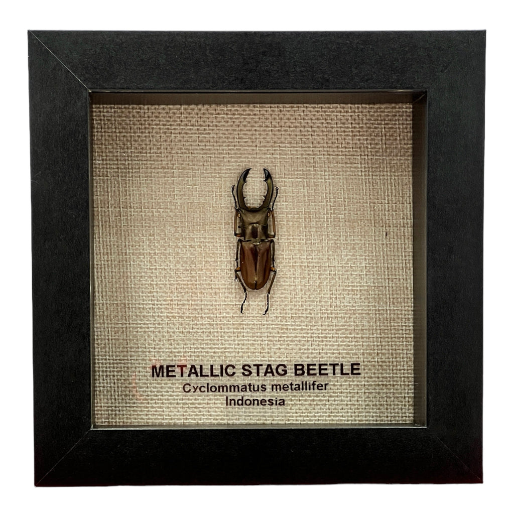 Metallic Stag Beetle