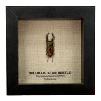 Metallic Stag Beetle