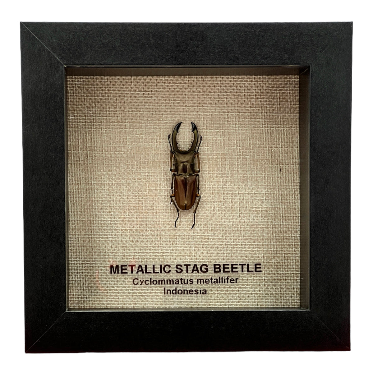 Metallic Stag Beetle