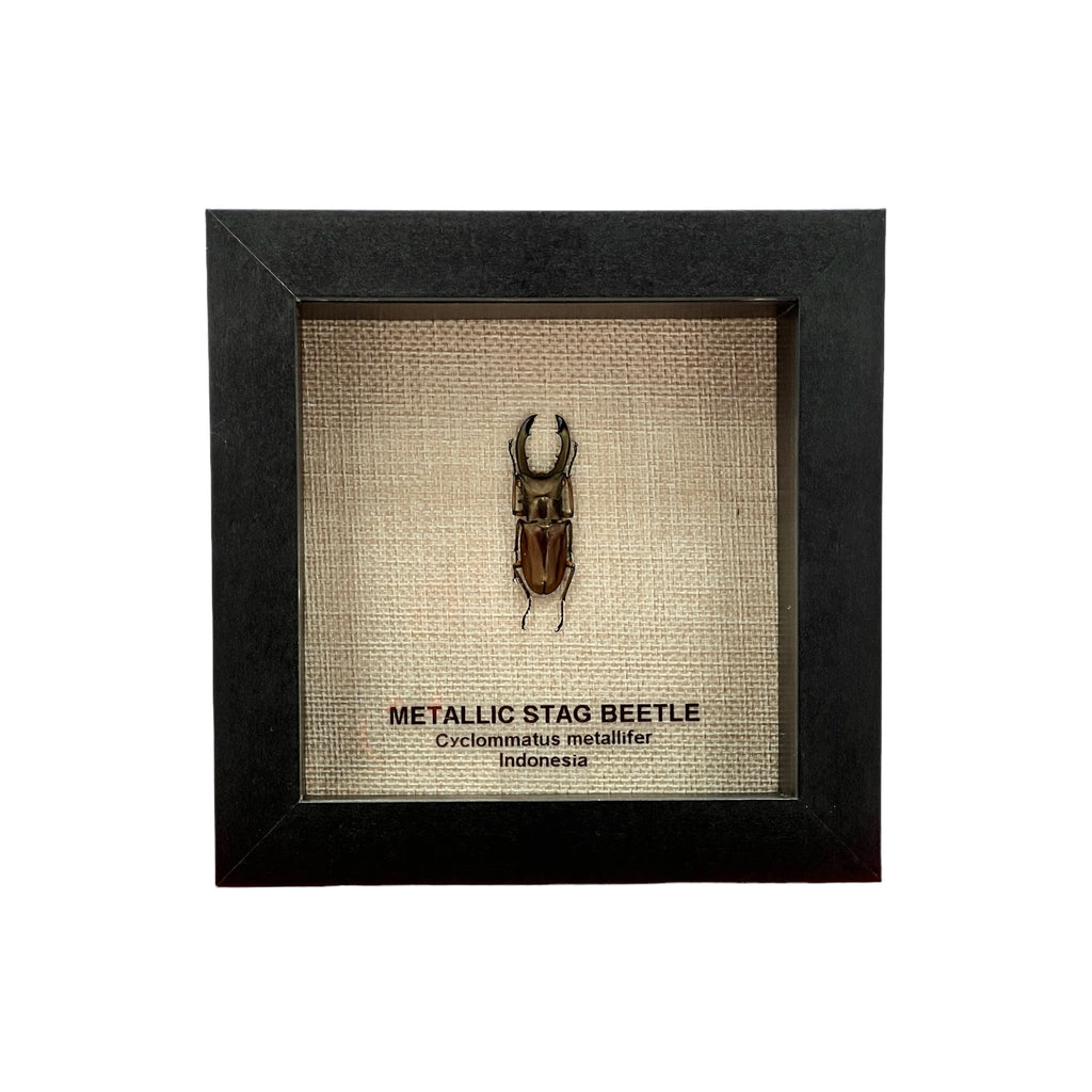 Metallic Stag Beetle