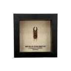 Metallic Stag Beetle