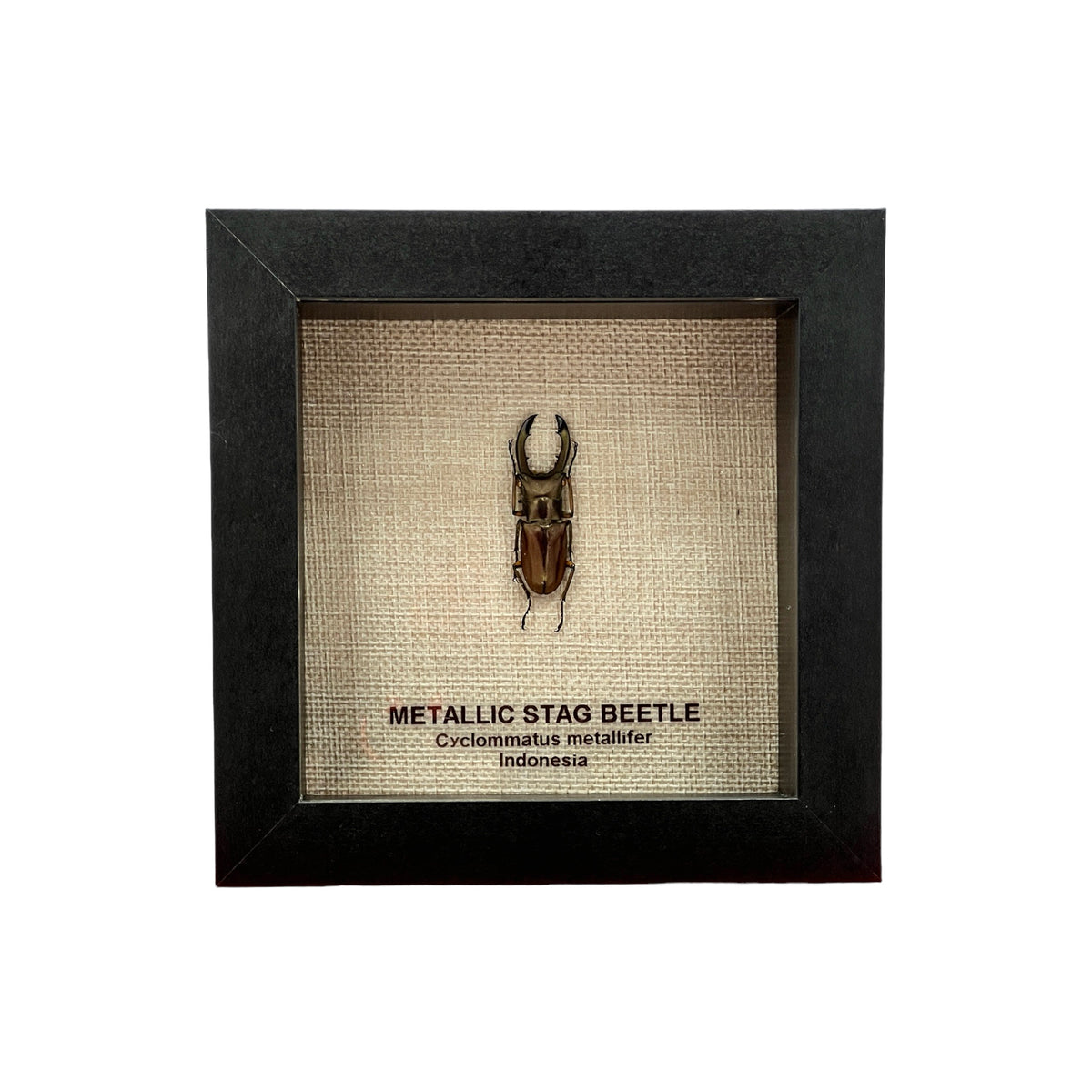 Metallic Stag Beetle