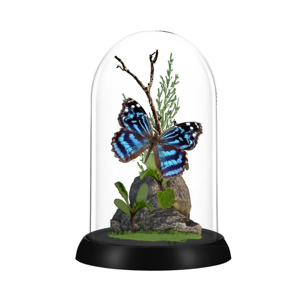 Mexican Bluewing Butterfly Diorama