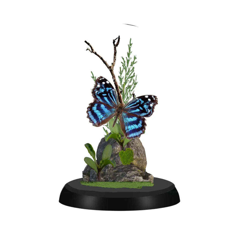 Mexican Bluewing Butterfly Diorama