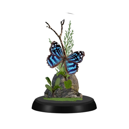 Mexican Bluewing Butterfly Diorama