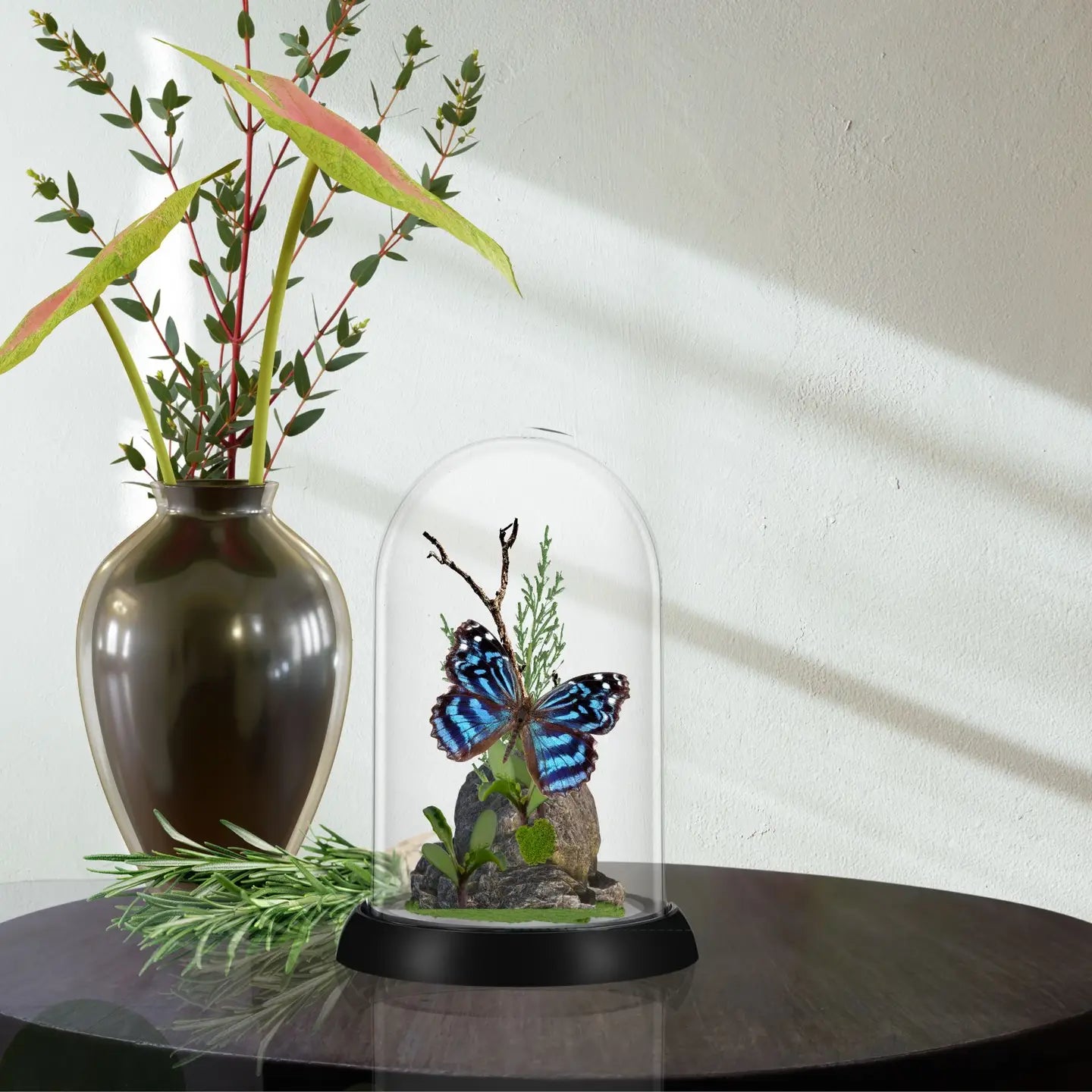 Mexican Bluewing Butterfly Diorama