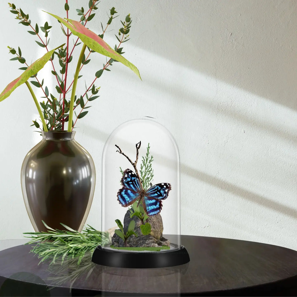 Mexican Bluewing Butterfly Diorama