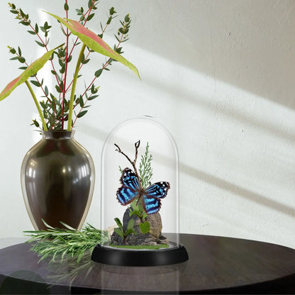 Mexican Bluewing Butterfly Diorama