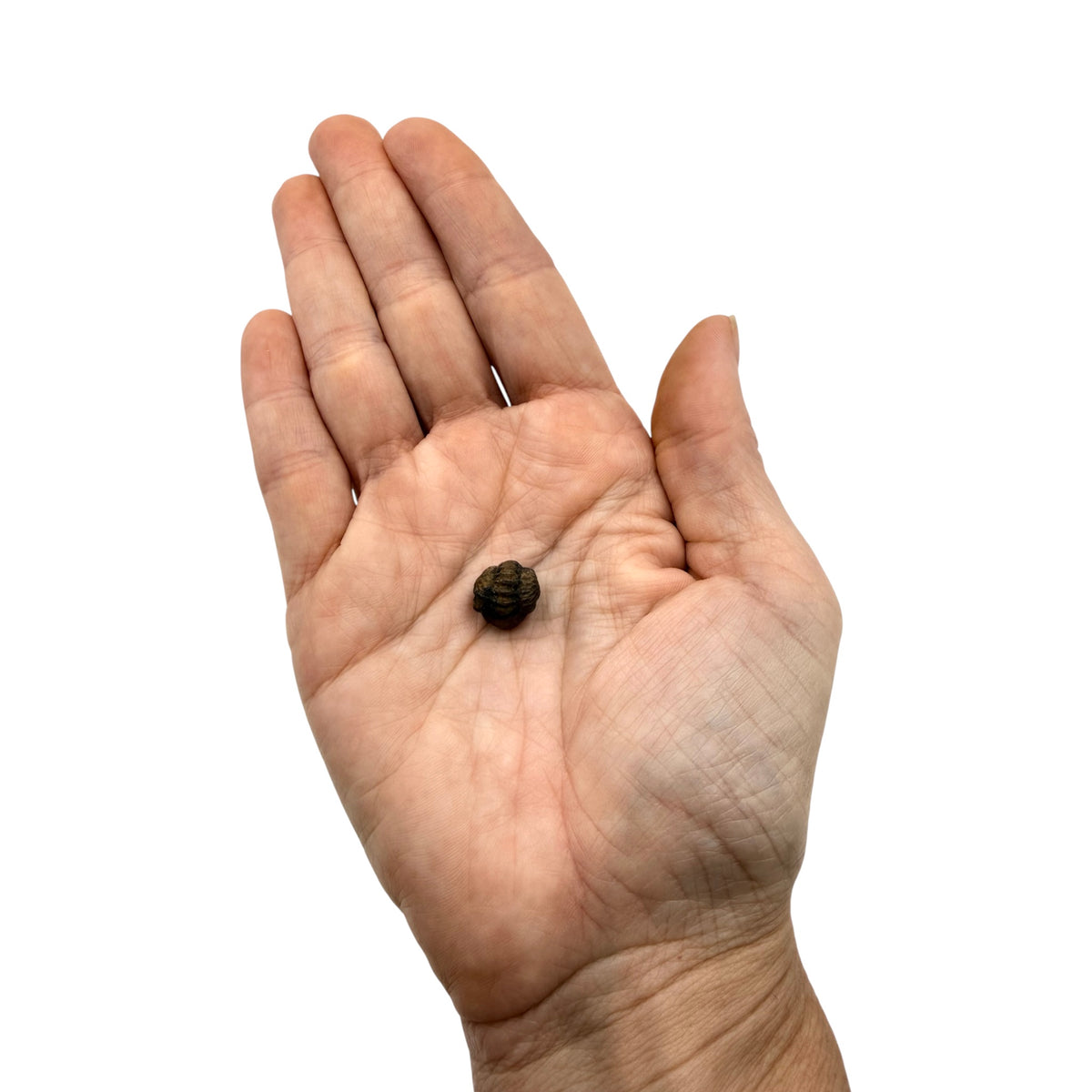 Mini Phacops Trilobite