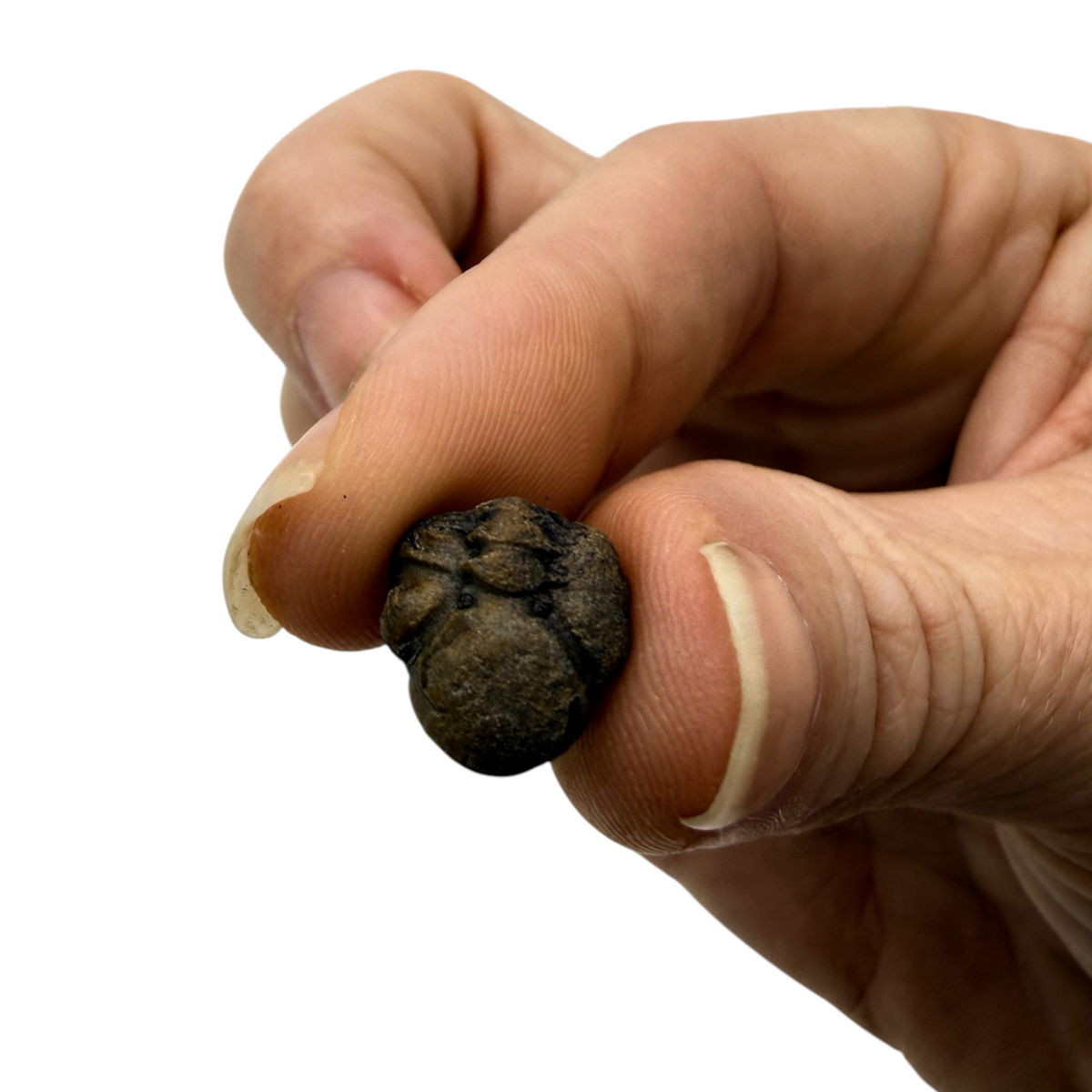 Mini Phacops Trilobite