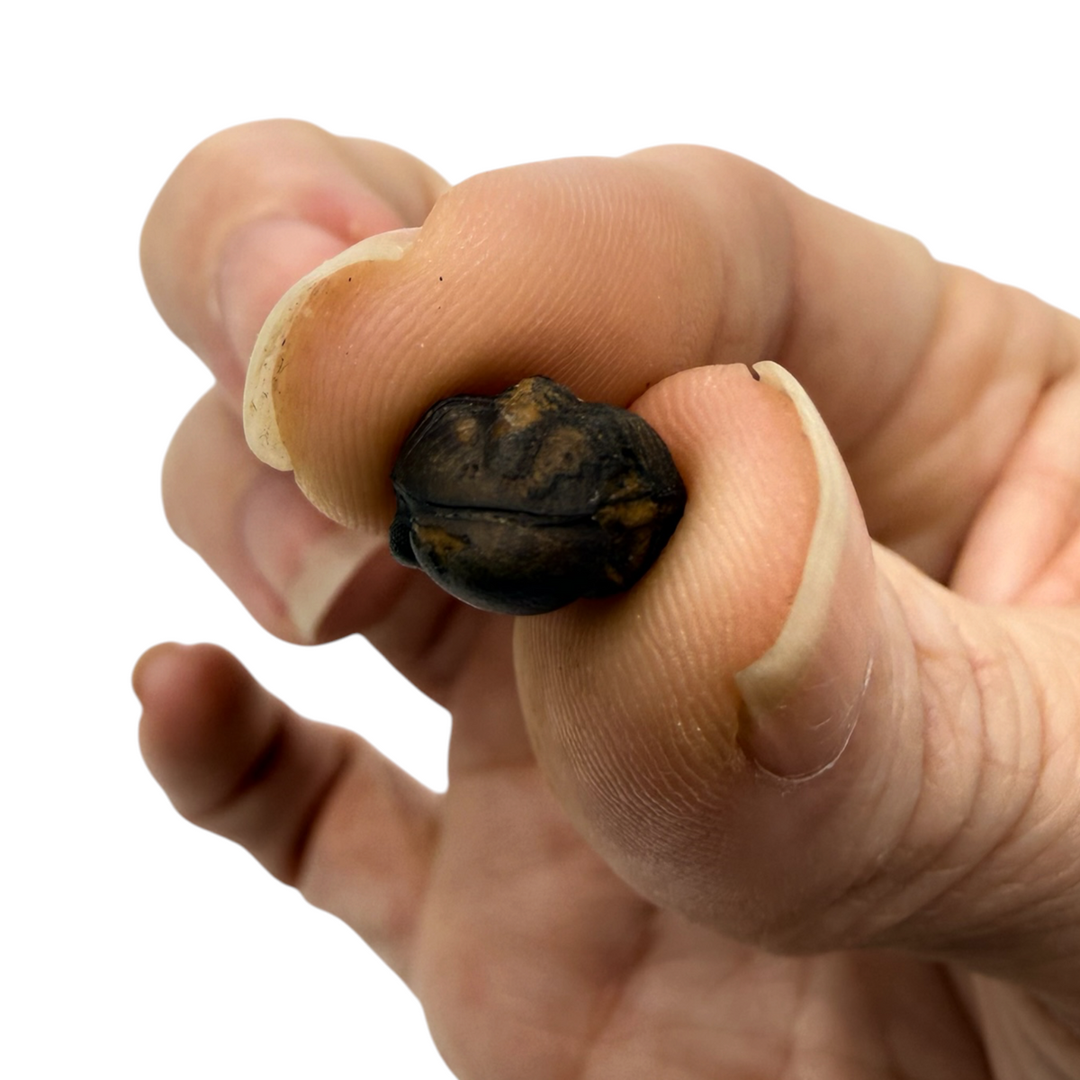 Mini Phacops Trilobite