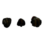 Mini Phacops Trilobite