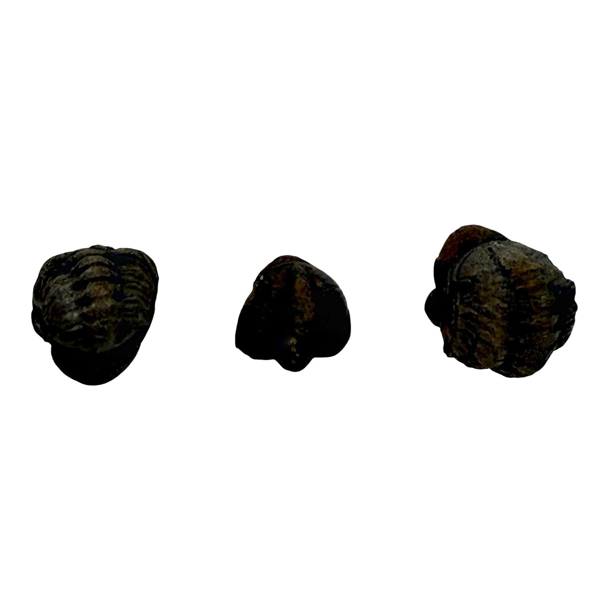 Mini Phacops Trilobite