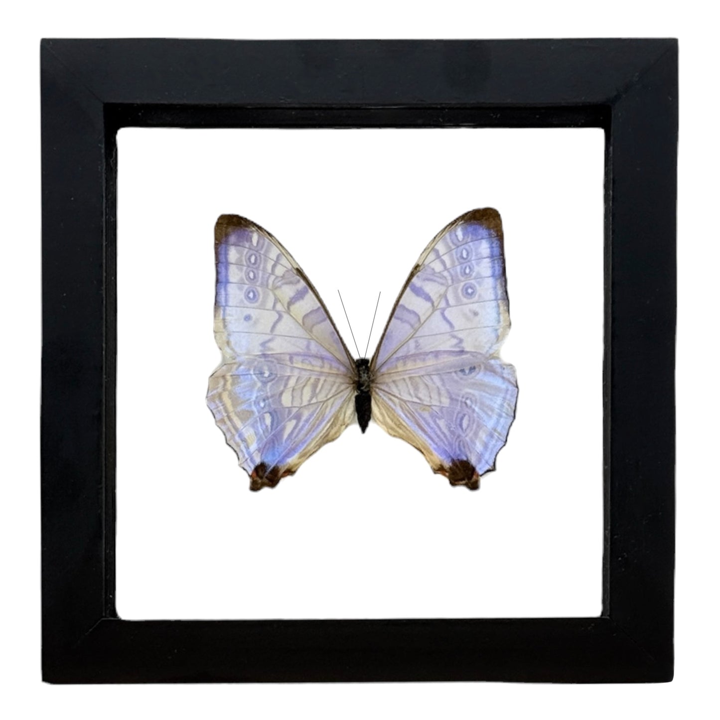 Sulkowsky's Morpho Butterfly