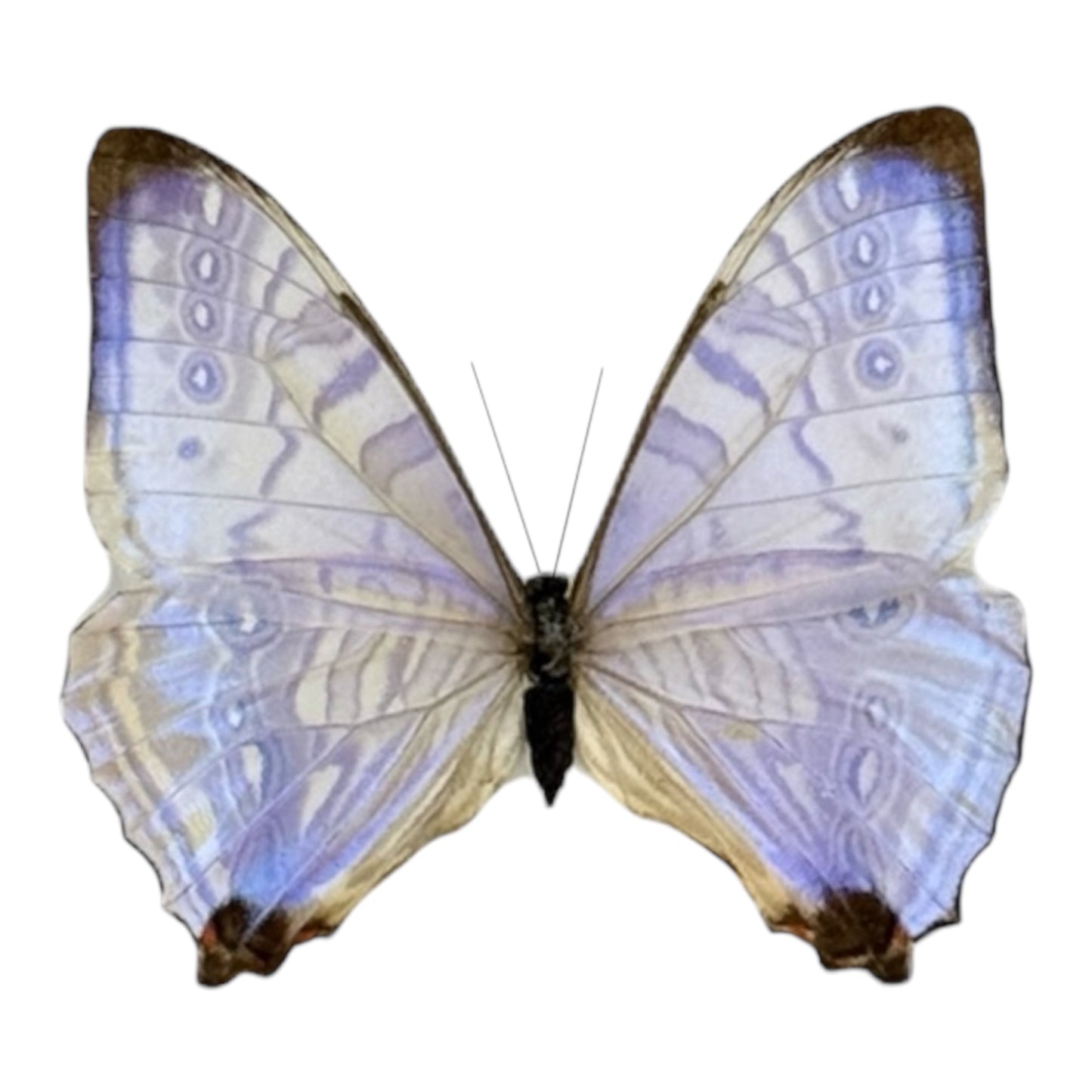 Sulkowsky's Morpho Butterfly