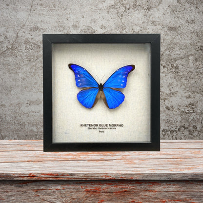 Rhetenor Blue Morpho Butterfly