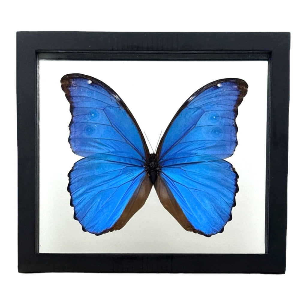 Metallic Blue Morpho Butterfly