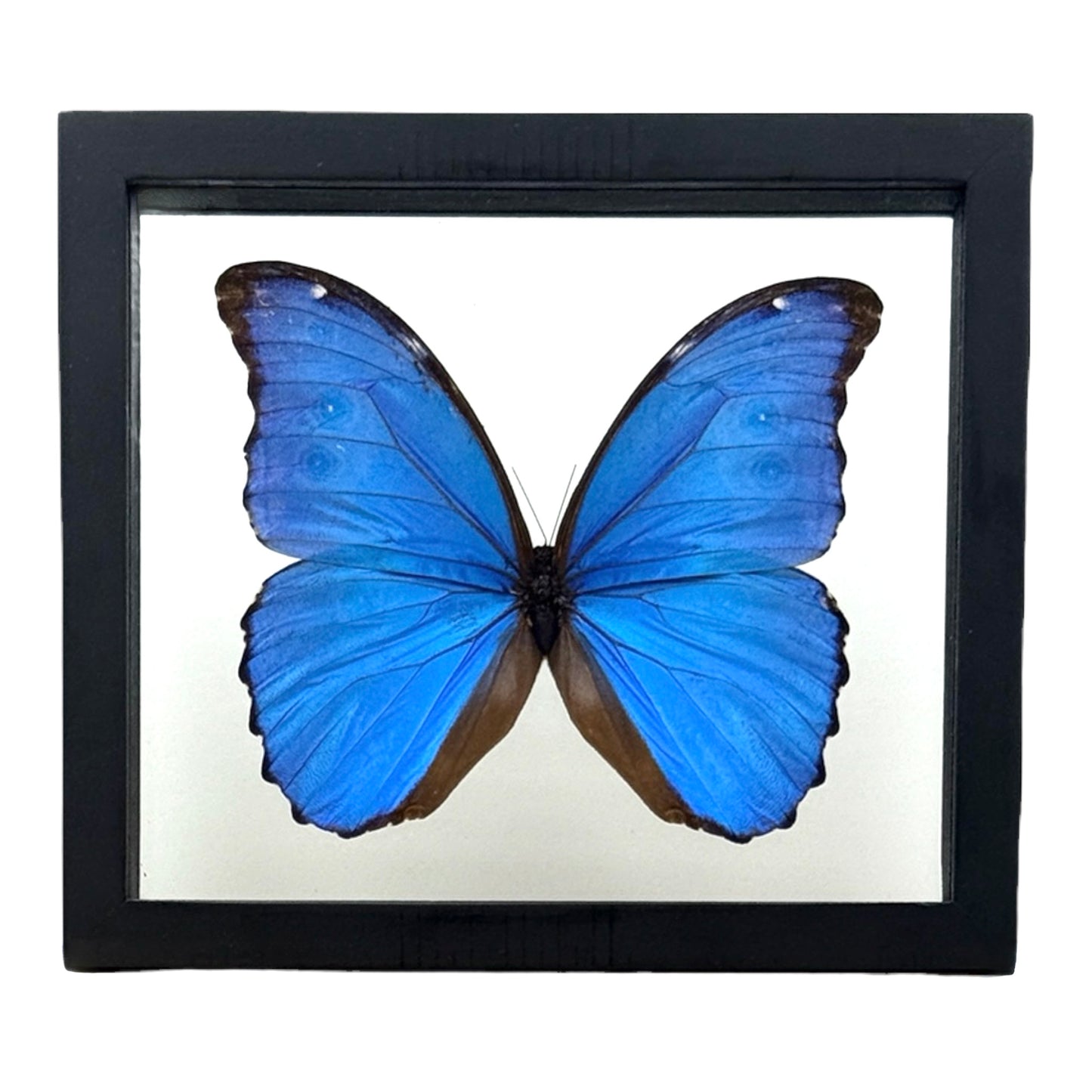 Metallic Blue Morpho Butterfly