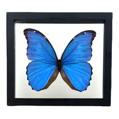 Metallic Blue Morpho Butterfly