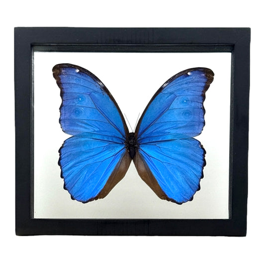 Metallic Blue Morpho Butterfly