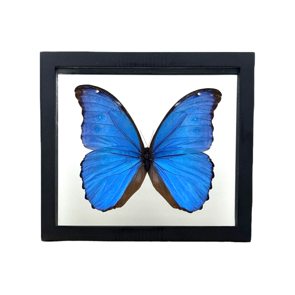 Metallic Blue Morpho Butterfly