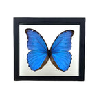 Metallic Blue Morpho Butterfly