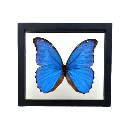 Metallic Blue Morpho Butterfly